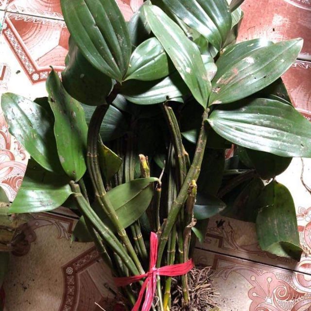 Kiều mỡ gà