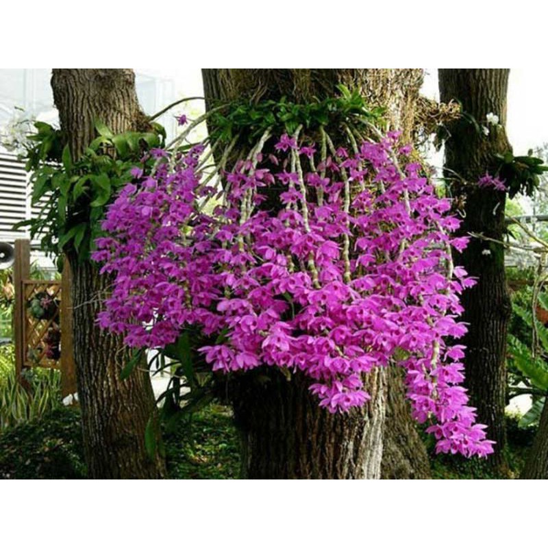 Hoa lan phi điệp tím ( cây giống )