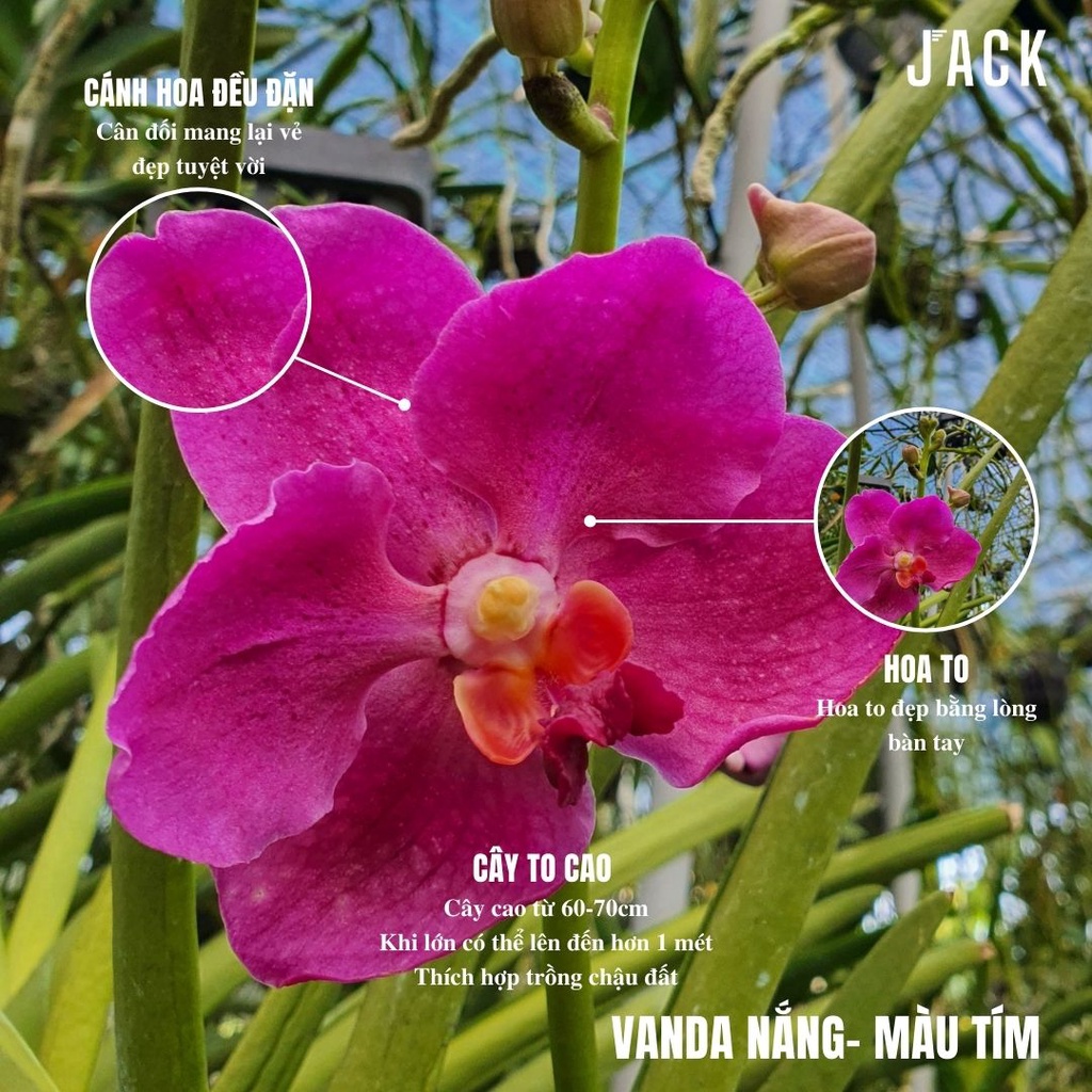 Lan Vanda Nắng Bông To - Vanda Lá Kim