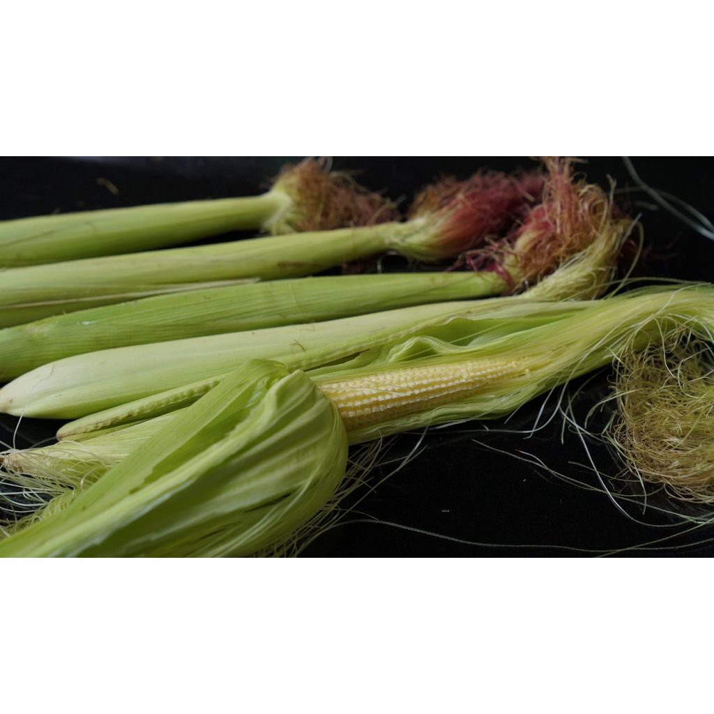 Hạt giống Ngô Bao Tử nhập khẩu nguyên bao bì Thái Lan - 10 gram