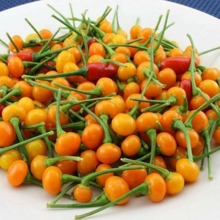 Cây ớt Charapita đang trái