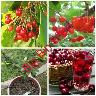 HẠT GIỐNG QUẢ CHERY (ANH ĐÀO) - 10 hạt