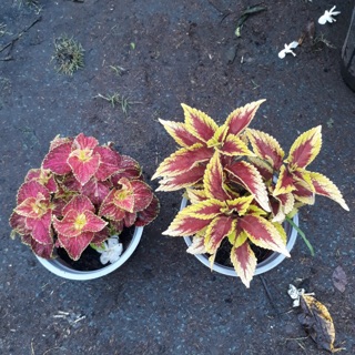 Cây lá gấm ( viền đỏ - viền vàng )