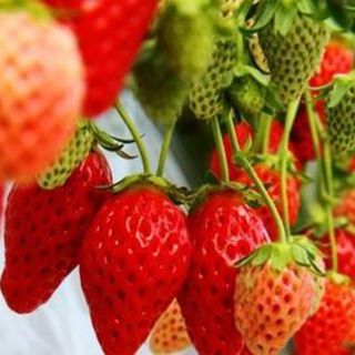 8 cây dâu tây Akihime cấy mô ổn định trong ly
