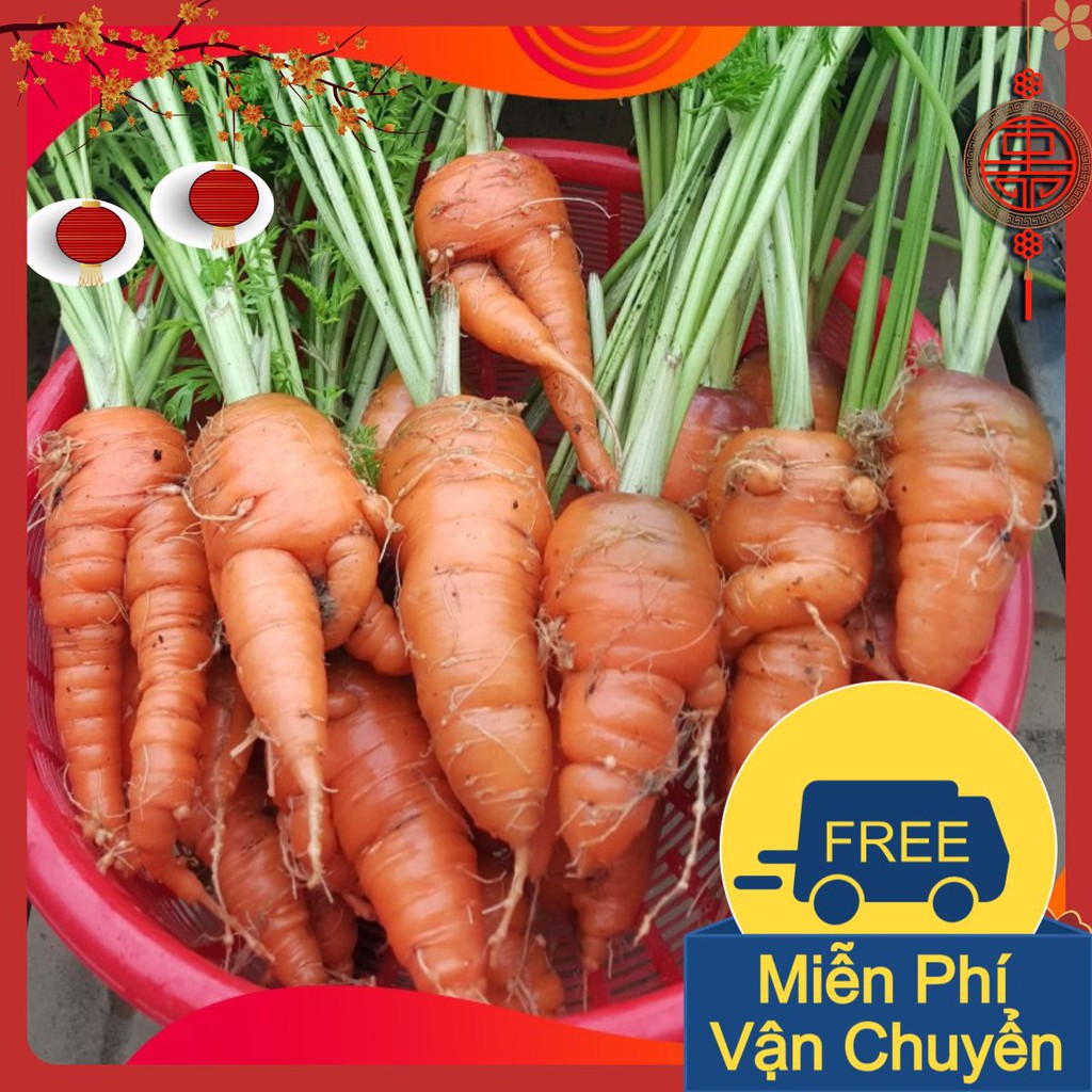 Combo 3 Gói Hạt Giống Cà Rốt