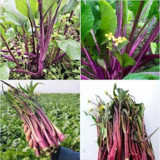Hạt giống rau cải ngồng đỏ - gói 5gram kns2537