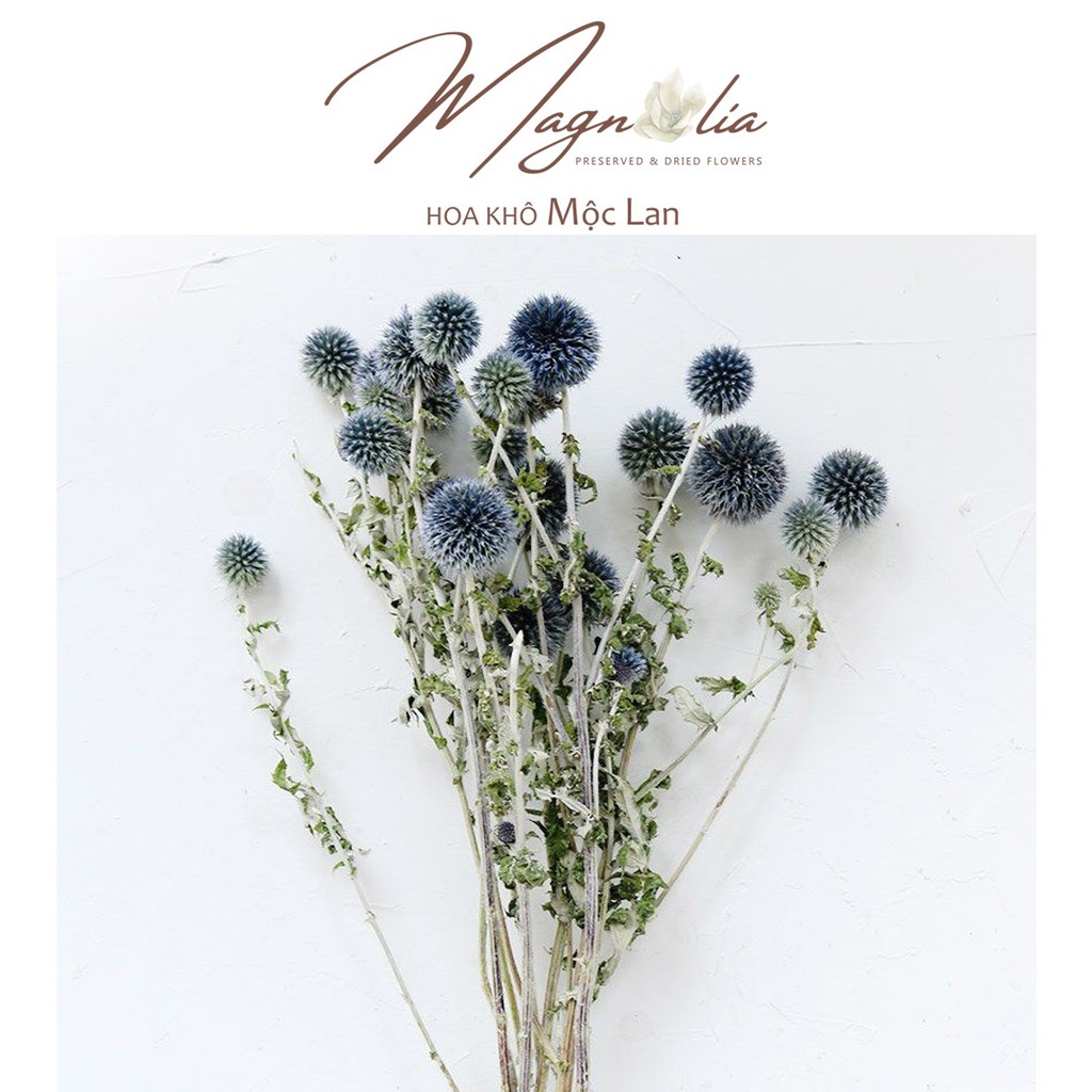 Hoa Decor Globe Thistle &quot;Echinops&quot; trang trí phong cách vintage Bắc Âu