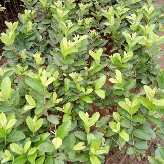 Combo 1 ổi ,1 khế chua .1 chanh .