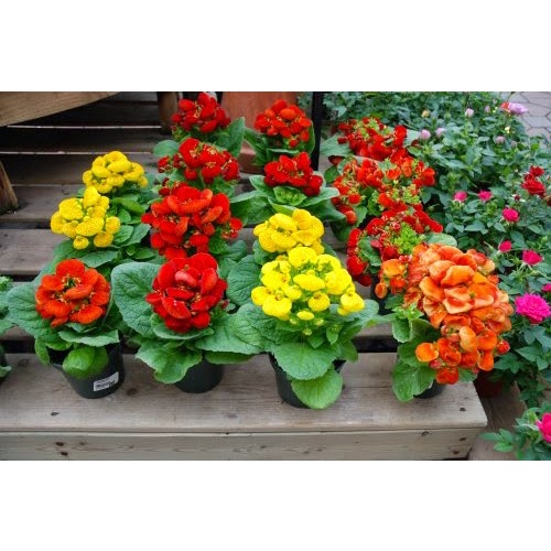 50H - HẠT GIỐNG HOA HUYỀN SÂM NHIỀU MÀU