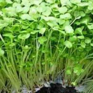 Gói 20gr mầm rau cải ngọt