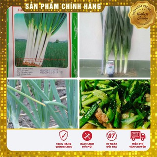 Hạt giống hành Paro F1 - 1gr