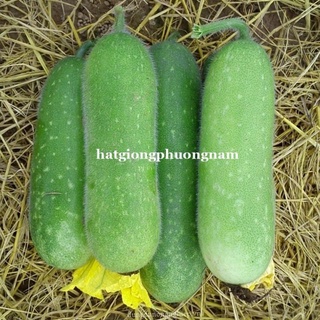 Gói 10 hạt giống bí đao chanh f1 dễ trồng, siêu trái 0.2gr