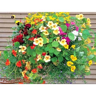 HẠT GIÓNG HOA SEN CẠN MIX