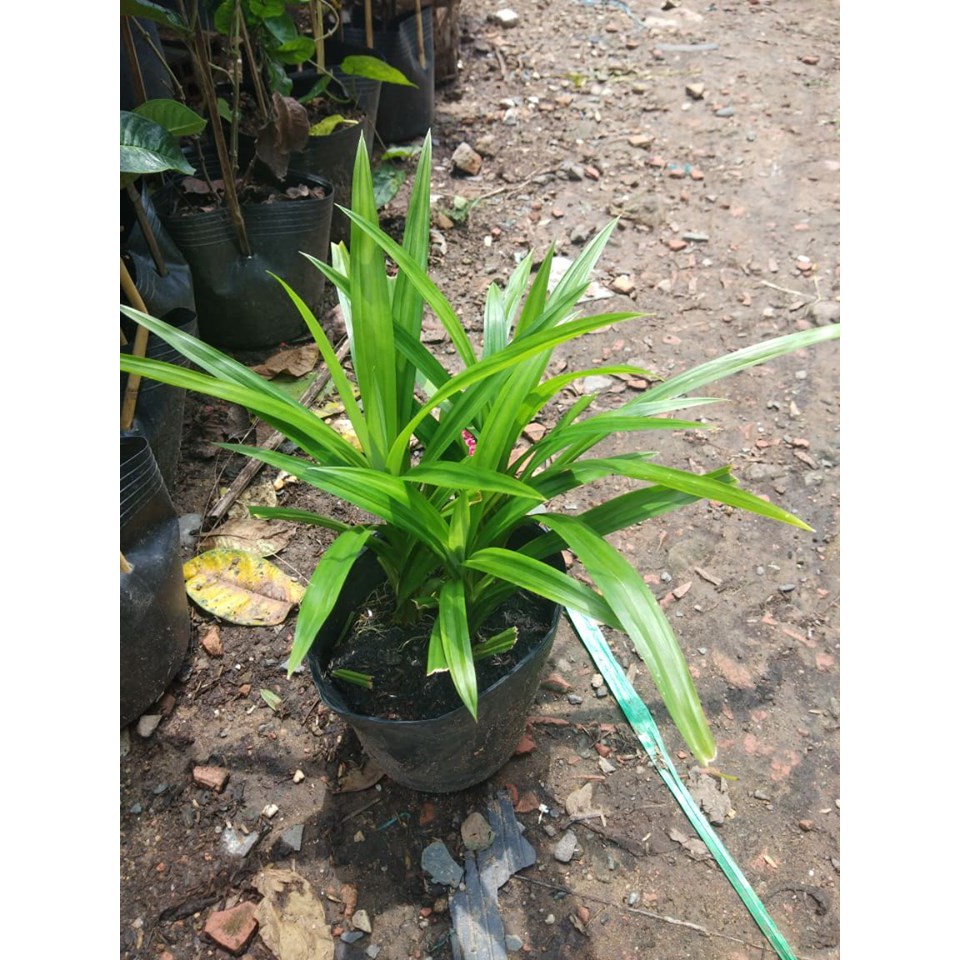 CÂY LÁ DỨA
