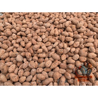 Củ Nghệ Đỏ (Nghệ Xà Cừ) Cho Gà Đá -500gr