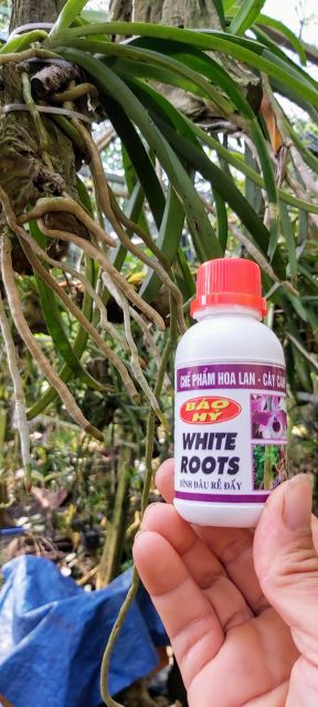 WHITE ROOT - SIÊU KÍCH RỄ BÁO HỶ 100ml