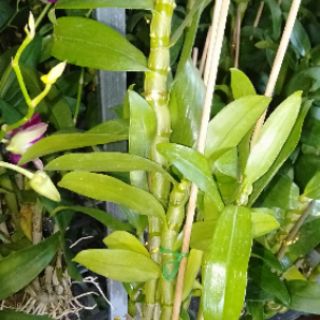 Dendro xuân hoa tết