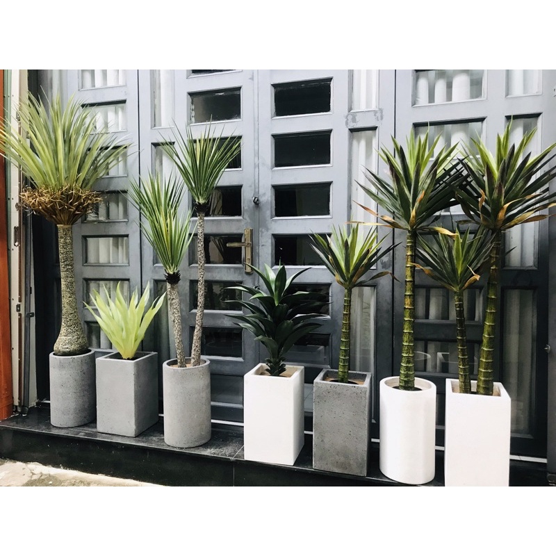Cây phát tài núi giả 1,3m