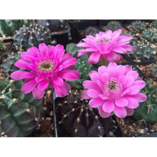 Xương rồng gấm kali (KM: 3 chậu tặng một chậu)