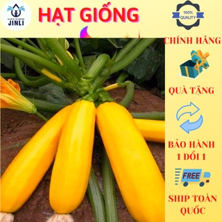 Hạt giống bí ngồi vàng 10 hạt jl2