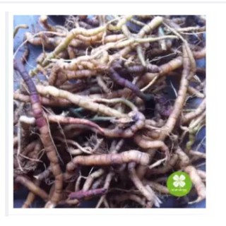 Ba kích tím Quảng Ninh (gói 1kg) - EOE074