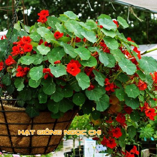 Hạt Giống Hoa Sen Cạn - 15 Hạt