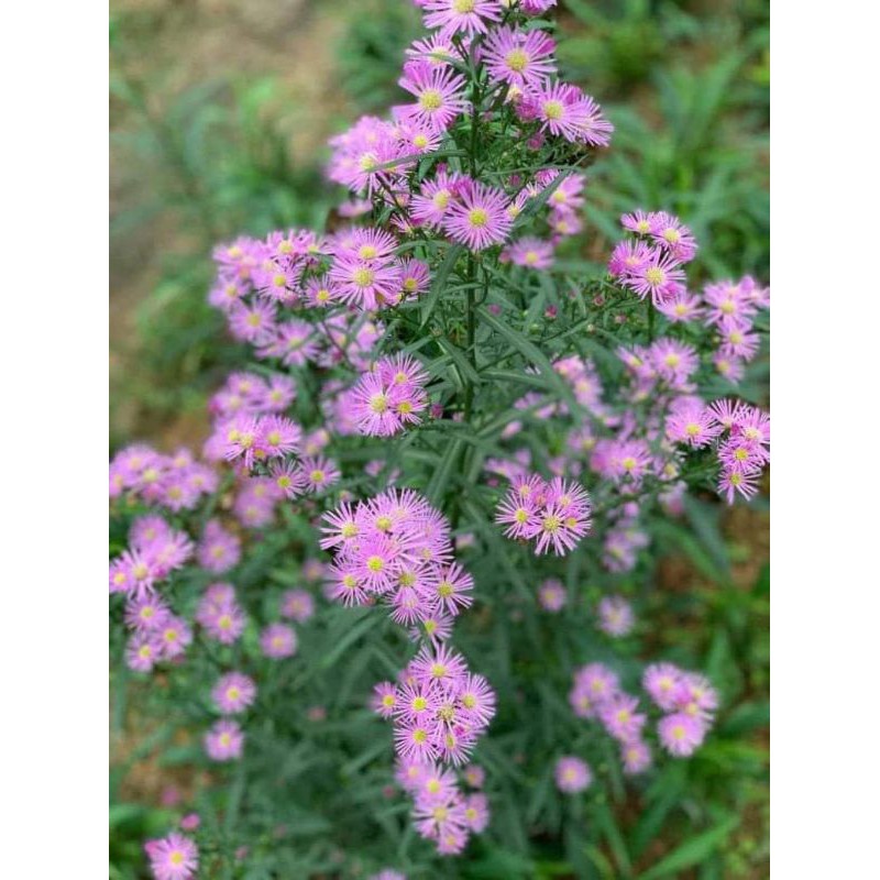 Combo 9 màu hoa thạch thảo