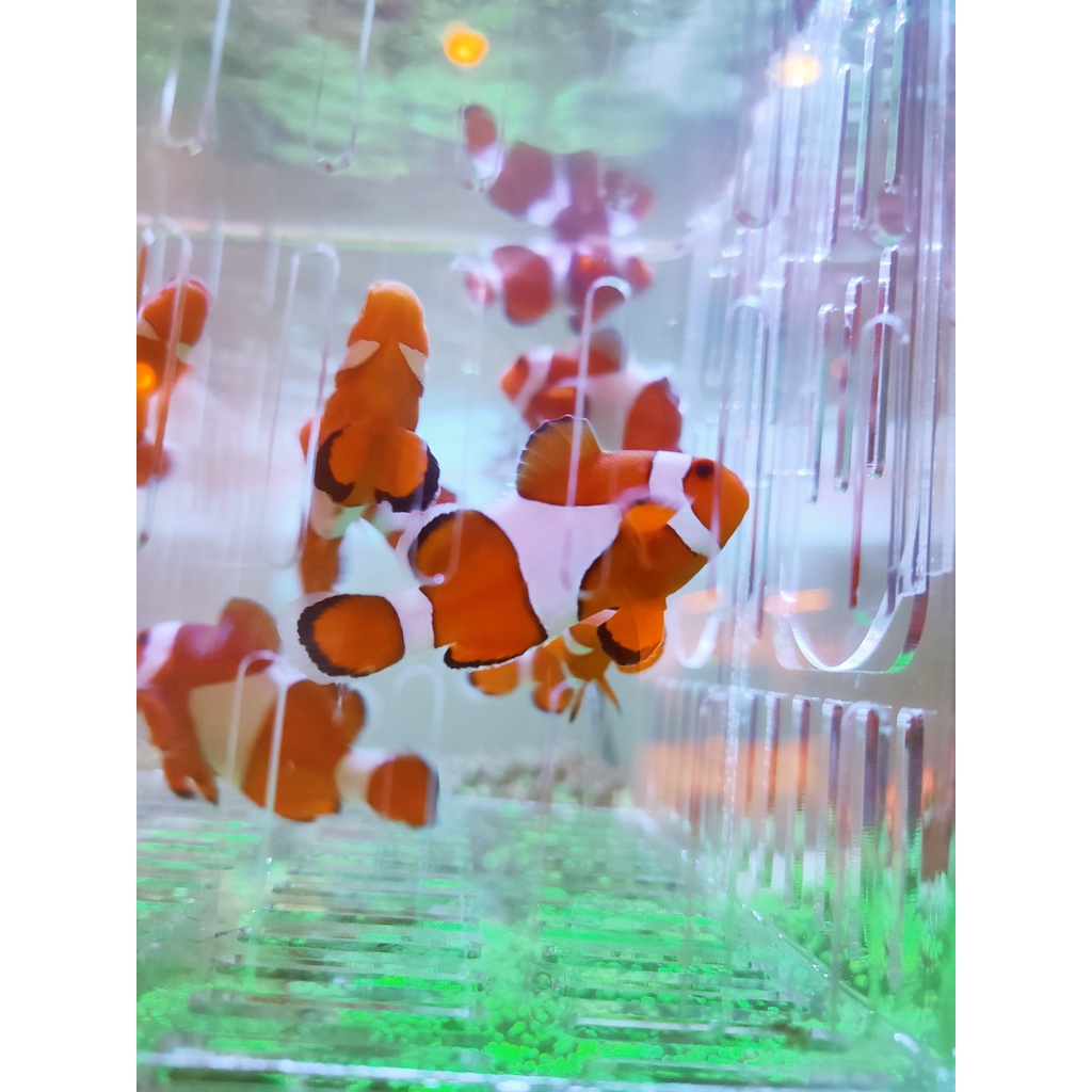 Cá NEMO ( Nước Mặn)