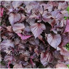 (Gói 300 hạt)Hạt giống tía tô dễ trồng kháng bệnh tốt năng suất cao