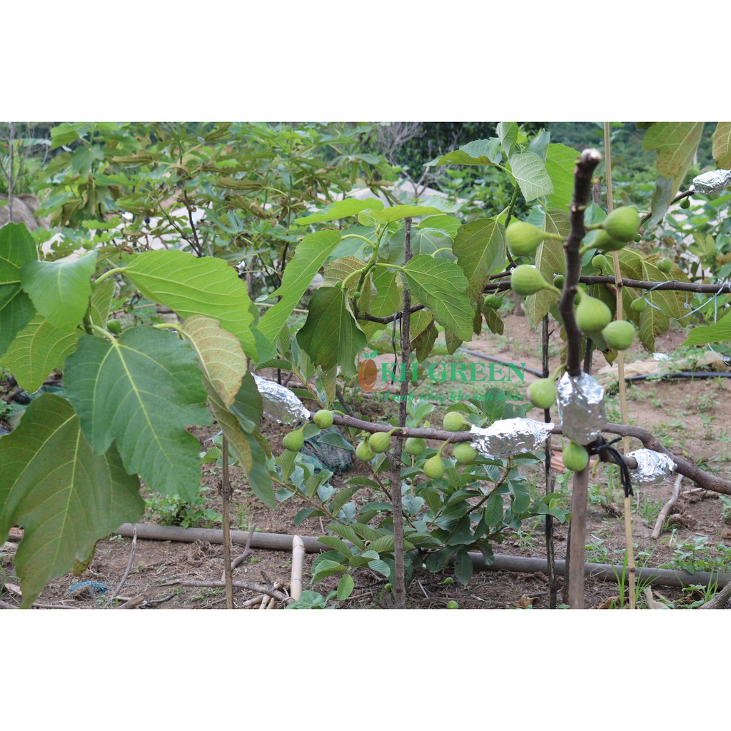 Cây giống Sung Mỹ Purple Jordan - Cây Chiết Khỏe Ra Trái Sau 3 Tháng Trồng