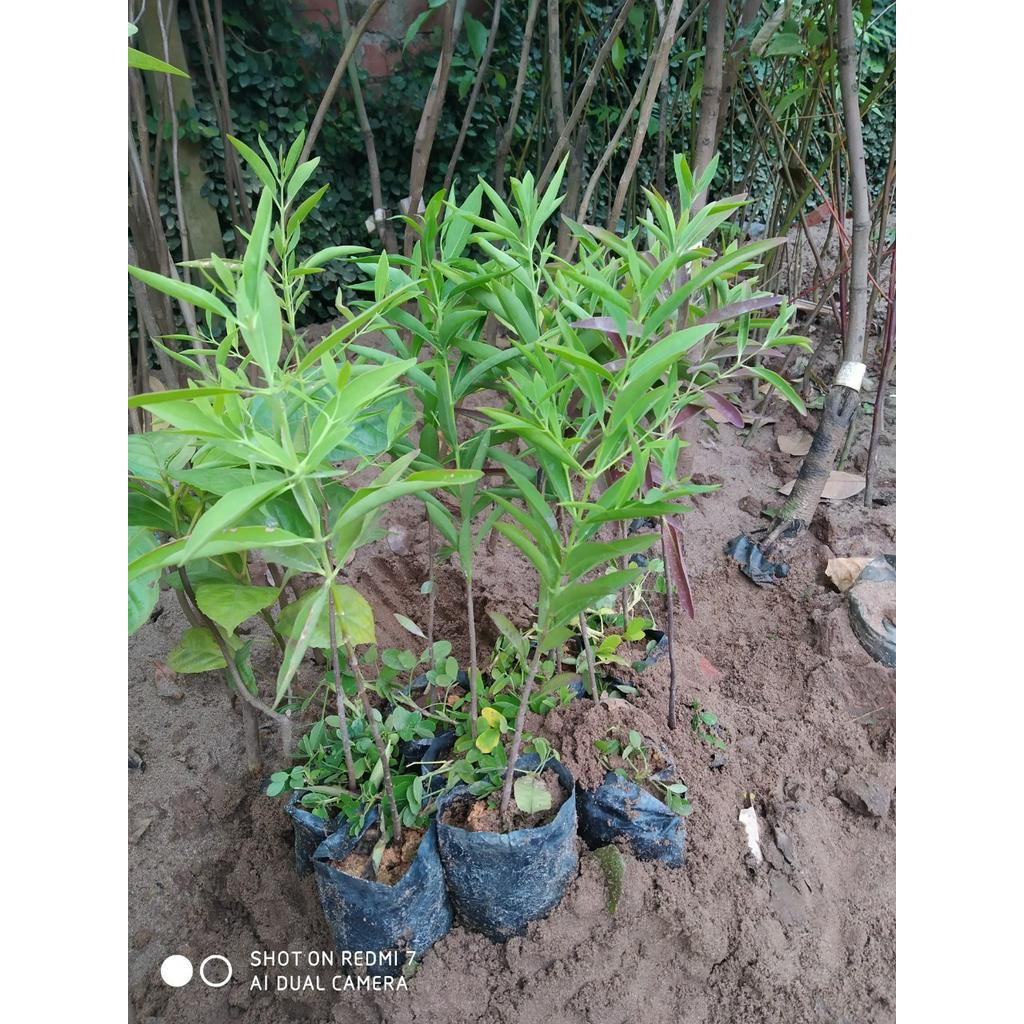 Cây đàn hương - Cây gỗ mang lại nguồn thu nhập mơ ước cho người sản xuất. NĂNG XUẤT CAO