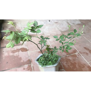 Hồng điều cổ