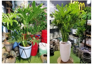 TRẦU BÀ LÁ XẺ ( trầu bà thanh xuân )