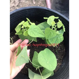 chậu cây sương sâm/cây sâm lông (trên 15cm/40cm)