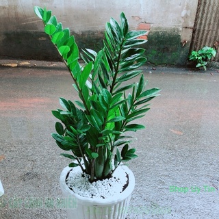 Chậu kim tiền size đại