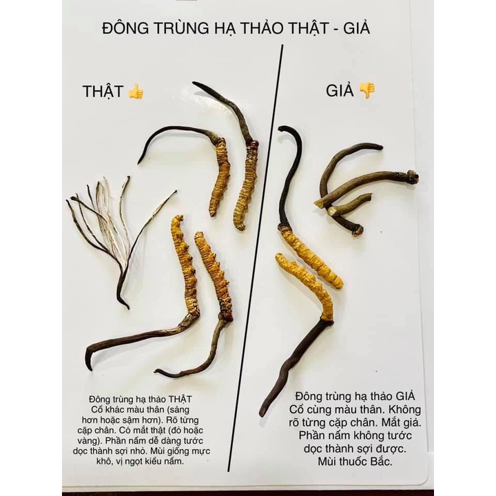 Đông trùng hạ thảo mắt đỏ nguyên con Bhutan