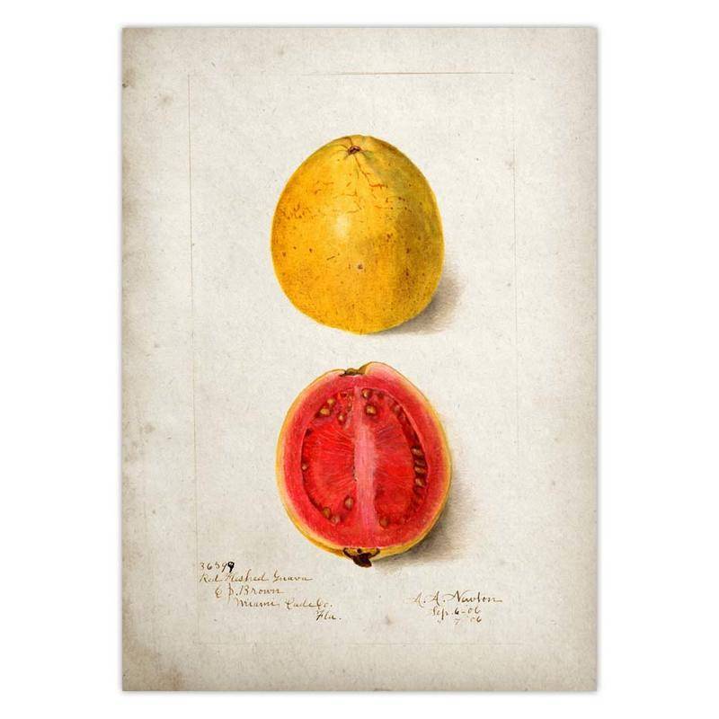 Tranh Vải Bạt Treo Tường In Hình Quả Lê Quả Lê Cổ Điển Trang Trí Nhà Bếp