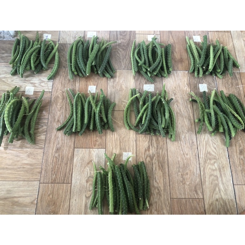 Xương rồng seleni 1 set 20 nhánh ngẫu nhiên