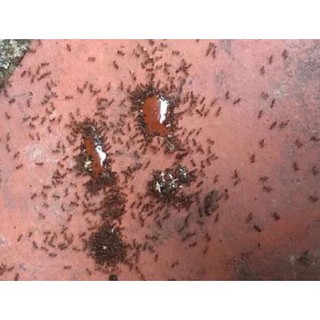 Thuốc xua đuổi côn trùng