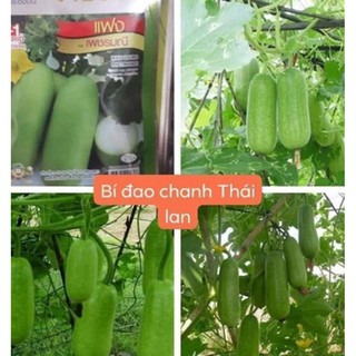 HẠT GIỐNG BÍ ĐAO CHANH THÁI LAN
