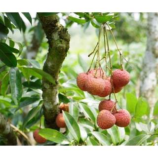 CÂY GIỐNG VẢI KHÔNG HẠT (chuẩn giống cây trồng)