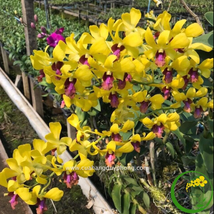 DENDRO THONG CHAI GOLD | Cây giống - Hoa thơm nhẹ, vòi hoa dài