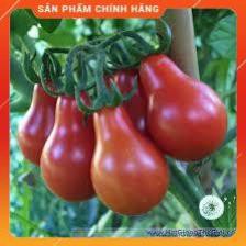 HẠT GIỐNG CÀ CHUA LÊ ĐỎ GÓI 30H