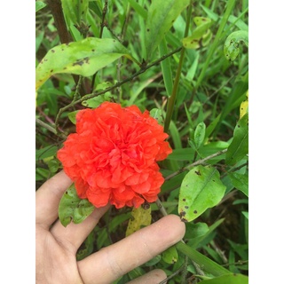 Cây lựu hạnh