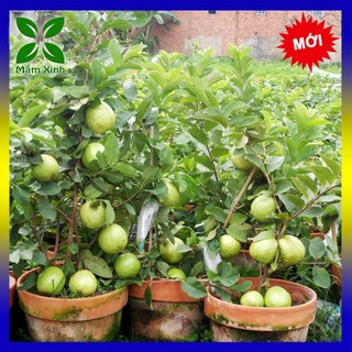 Cây ổi lê đài loan, cây khỏe, trồng đủ nắng và dinh dưỡng quả to, say quả