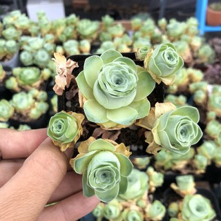 Sen đá hoa Hồng xanh bụi