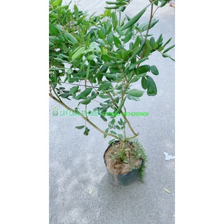 Cây nhãn xuồng lớn chỉ giao hcm
