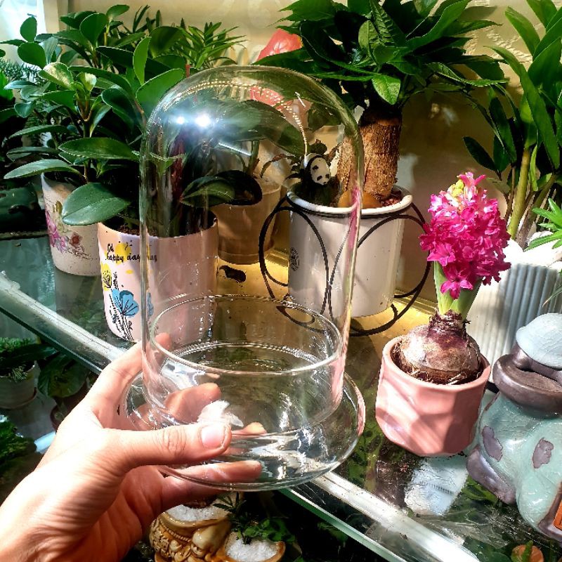 Bình terarium, bình thủy tinh trồng cây trồng cây trong nhà