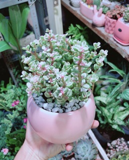 Chậu Đô La Hồng Để Bàn 25cm