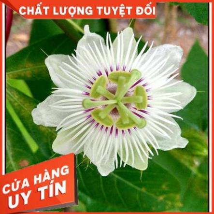 PHÂN BÓN MKP MONO KALI SULPHAT🌼HÀNG CHÍNH HÃNG🌼tạo mầm,kích hoa,làm già lá non,chặn đọt, tăng số lượng hoa cái 2